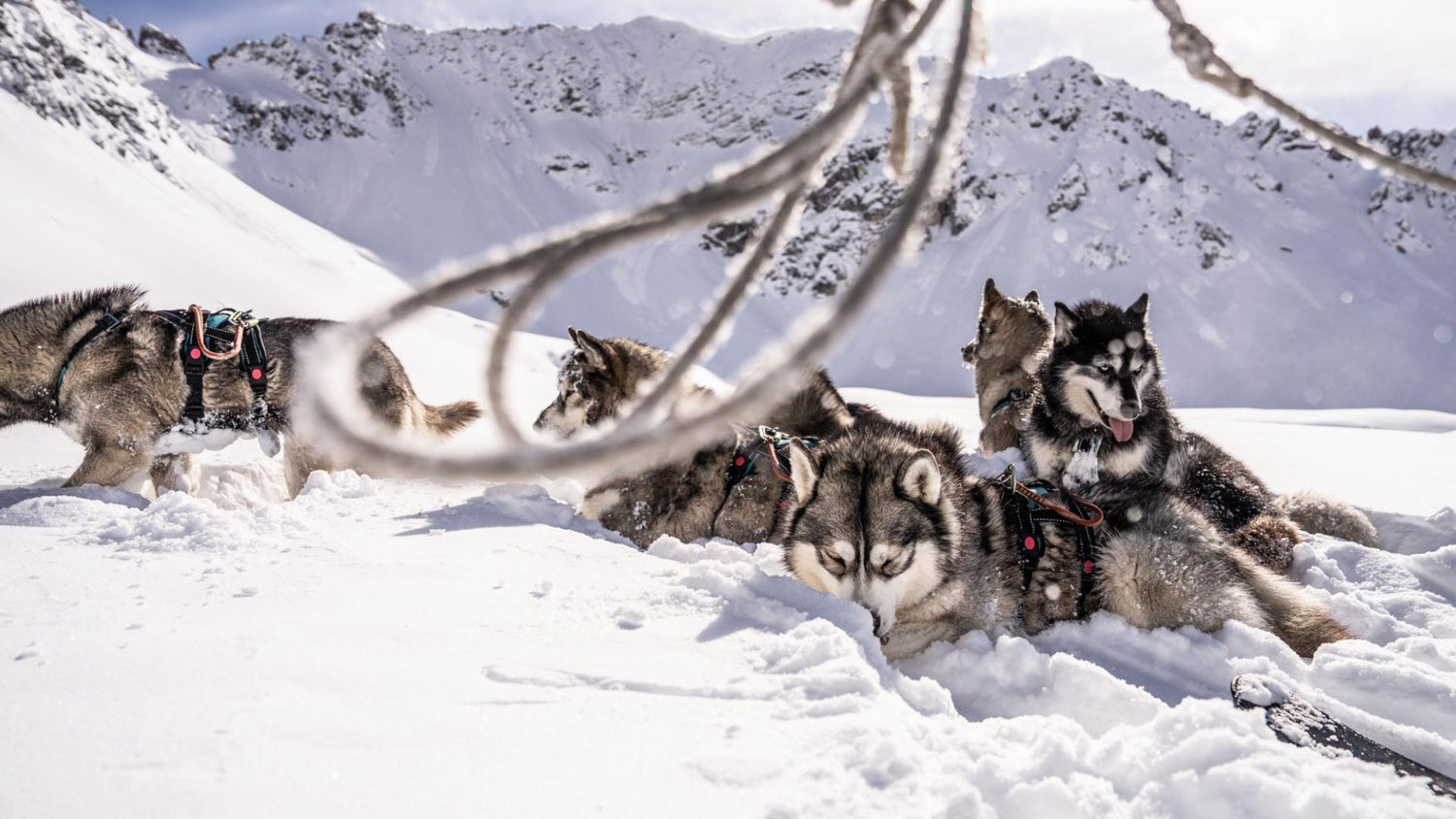 Husky Wanderungen